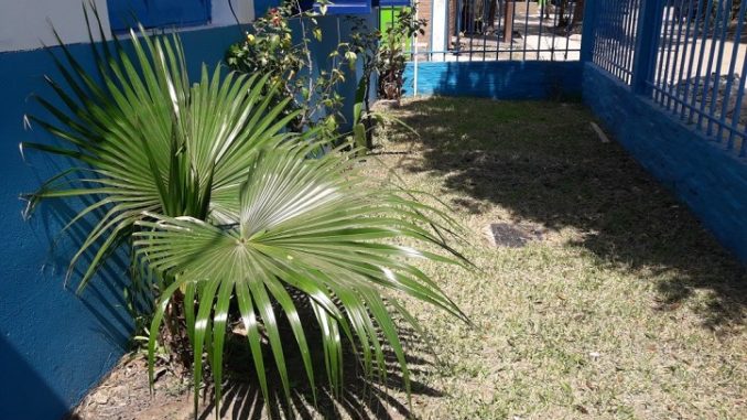 limpieza de jardines
