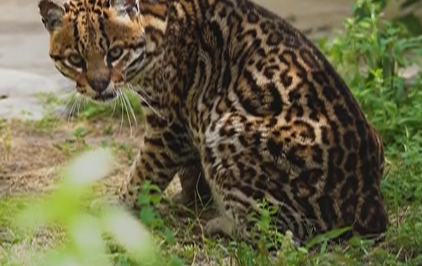 OCELOTE