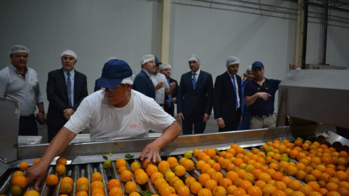 CÍTRICOS JUGO NARANJA CORRIENTES